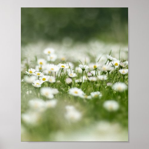 Daisy Meadow Poster