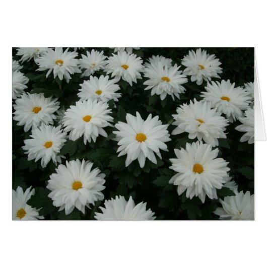 Daisy Mums Cards (Front Horizontal)