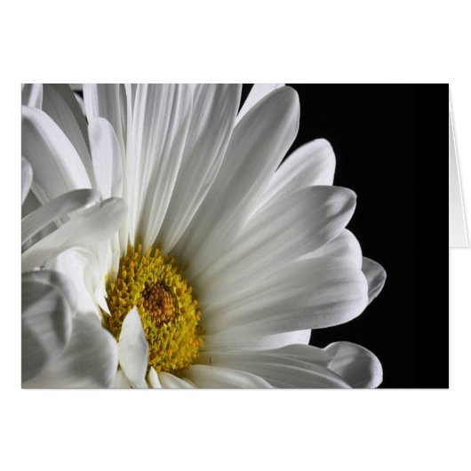 Daisy On Black Background Cards (Front Horizontal)