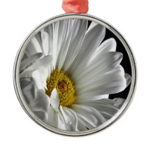 Daisy On Black Background