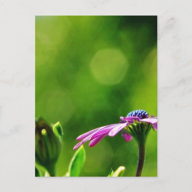 Daisy Out On My Balcony Postcard (Front)