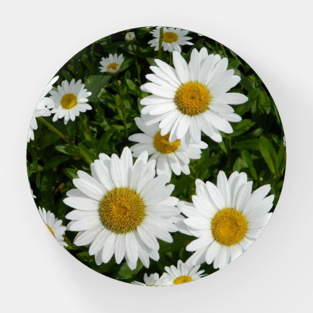 Daisy Petals Paperweight (Front)