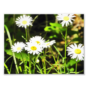 Daisy Photo Print