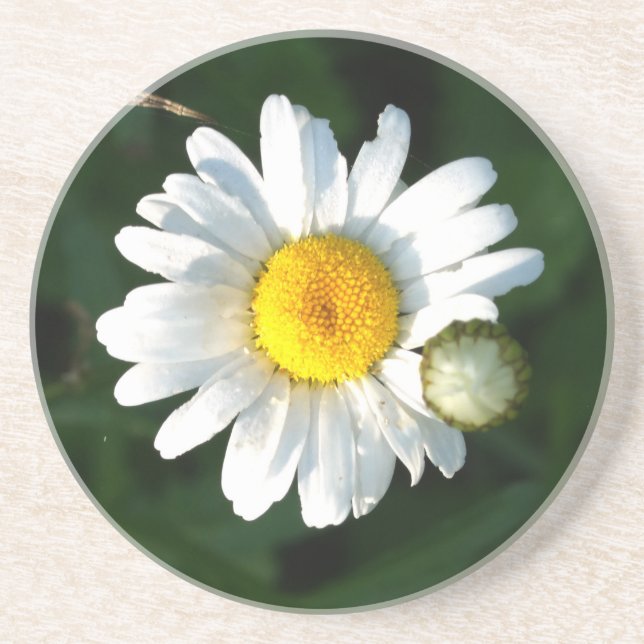 Daisy Photo Sandstone Drink Coaster (Front)