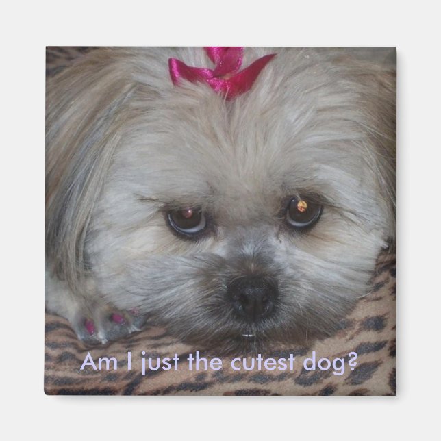 Daisy pic, Am I just the cutest dog? Magnet (Front)