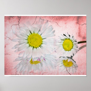 Daisy Pink Blossoms Elegant Chic Mod Floral Poster