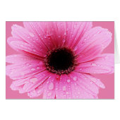 Daisy Pink with Raindrops (Front Horizontal)
