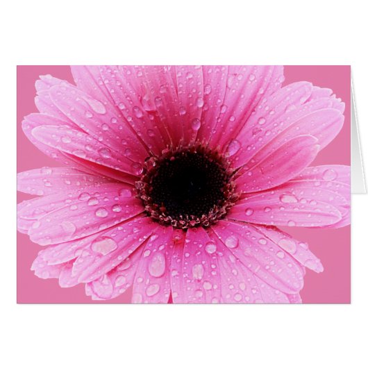 Daisy Pink with Raindrops Cards (Front Horizontal)
