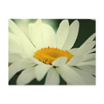 Daisy Postcard