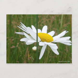 Daisy - Postcard