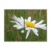 Daisy - Postcard