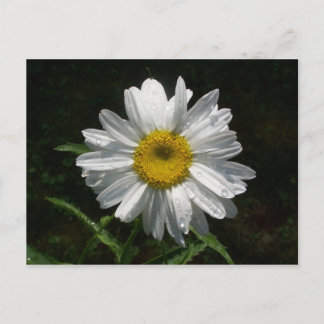 Daisy Postcard