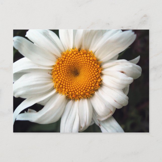 Daisy Postcard (Front)