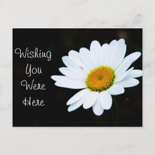 Daisy Postcard -Customize It