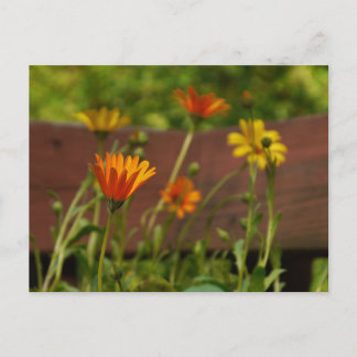 Daisy-Postcard Postcard