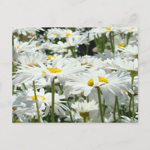 Daisy Postcards custom Add Your Message Daisies