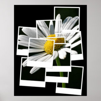 Daisy Poster
