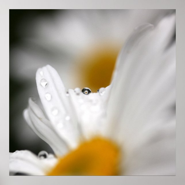 Daisy Poster (Front)