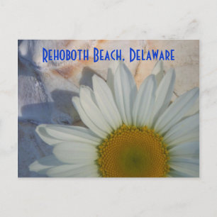 Daisy Rehoboth Beach Postcard