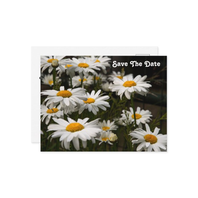 Daisy Save The Date Postcard (Front/Back In Situ)