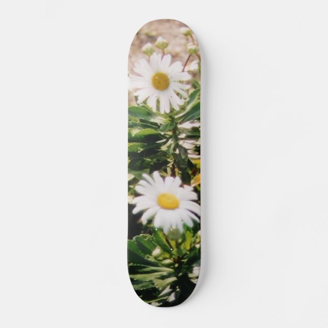 DAISY SKATEBOARD (Front)