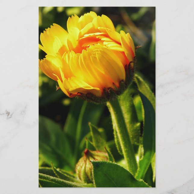 Daisy Stationery (Front)