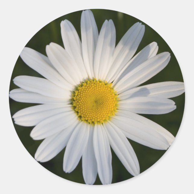 Daisy sticker (Front)