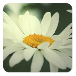 Daisy Stickers