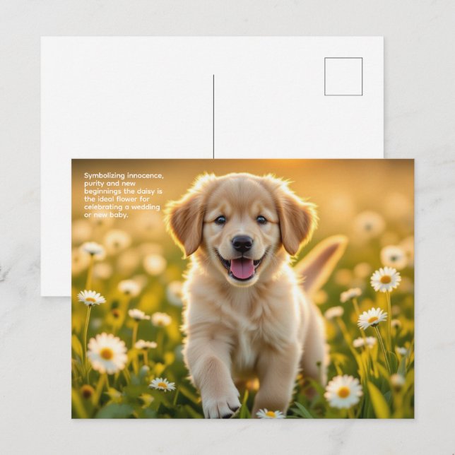 Daisy Symbolism Postcard