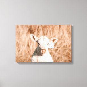 Daisy The Cute White Calf In Golden Meadow Canvas Print