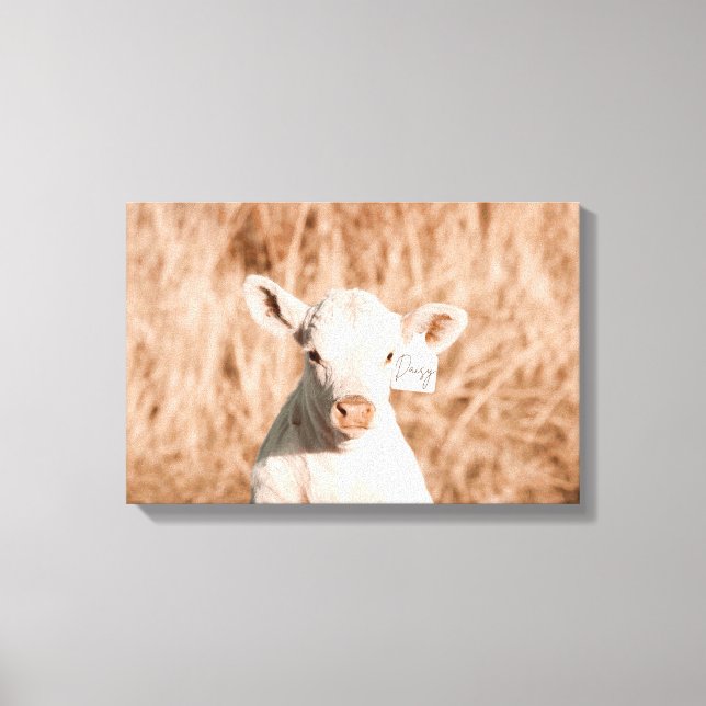 Daisy The Cute White Calf In Golden Meadow Canvas Print (Front)