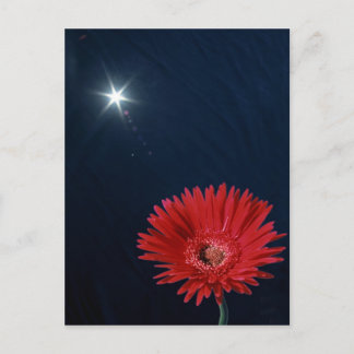 Daisy Under Sun Postcard