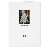 Daisy Waterfall Cards (Back)