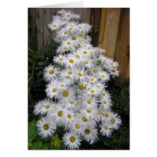 Daisy Waterfall Cards