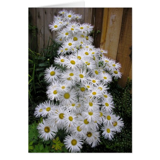 Daisy Waterfall Cards (Front)