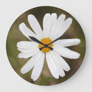 Daisy with a Rain Droplet Wall Clock