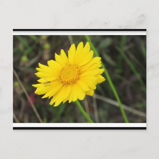 Daisy with Bee Postcard postcrossing (Front)