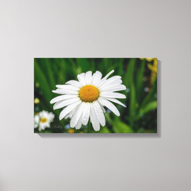 Daisy with Water Wrapped Canvas Print (Front)