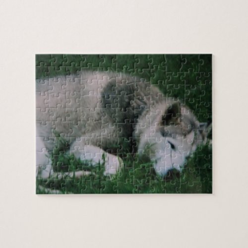 Dakota The Dog Jigsaw Puzzle