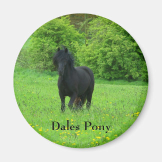 Dales Pony button Magnet