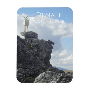 Dall Sheep Atop Mount Wright, Denali NP, Alaska Magnet