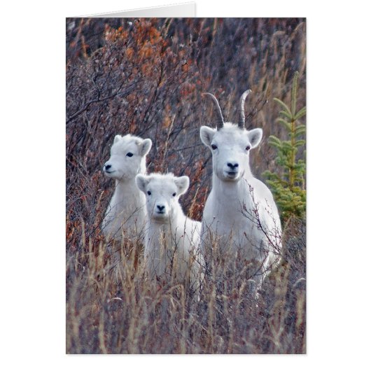 Dall Sheep Ewe with her Lambs at Denali NP Cards (Front)