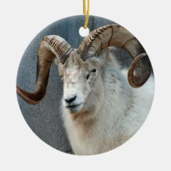 Dall Sheep Ornament by lynnsphotos at Zazzle