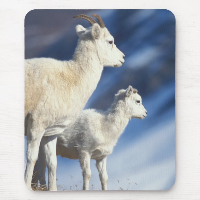 dall sheep, Ovis dalli, ewe and lamb Mouse Pad (Front)