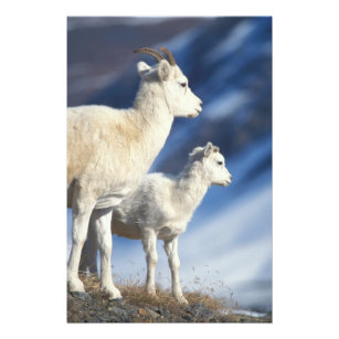 dall sheep, Ovis dalli, ewe and lamb on a Photo Print