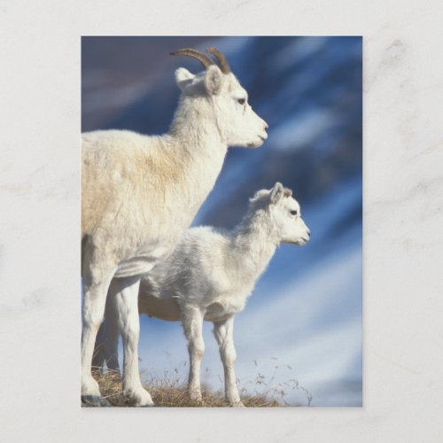 dall sheep Ovis dalli ewe and lamb on a Postcard