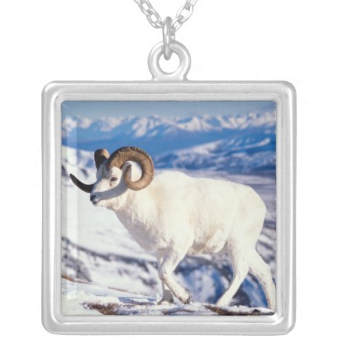 dall sheep Ovis dalli full curl ram on a 2 Silver Plated Necklace