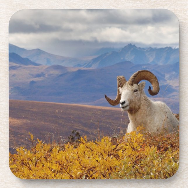 dall sheep, Ovis dalli, ram Beverage Coaster (Front)