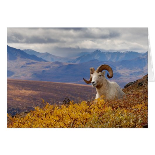 dall sheep, Ovis dalli, ram Cards (Front Horizontal)