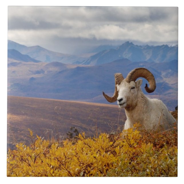 dall sheep, Ovis dalli, ram Ceramic Tile (Front)